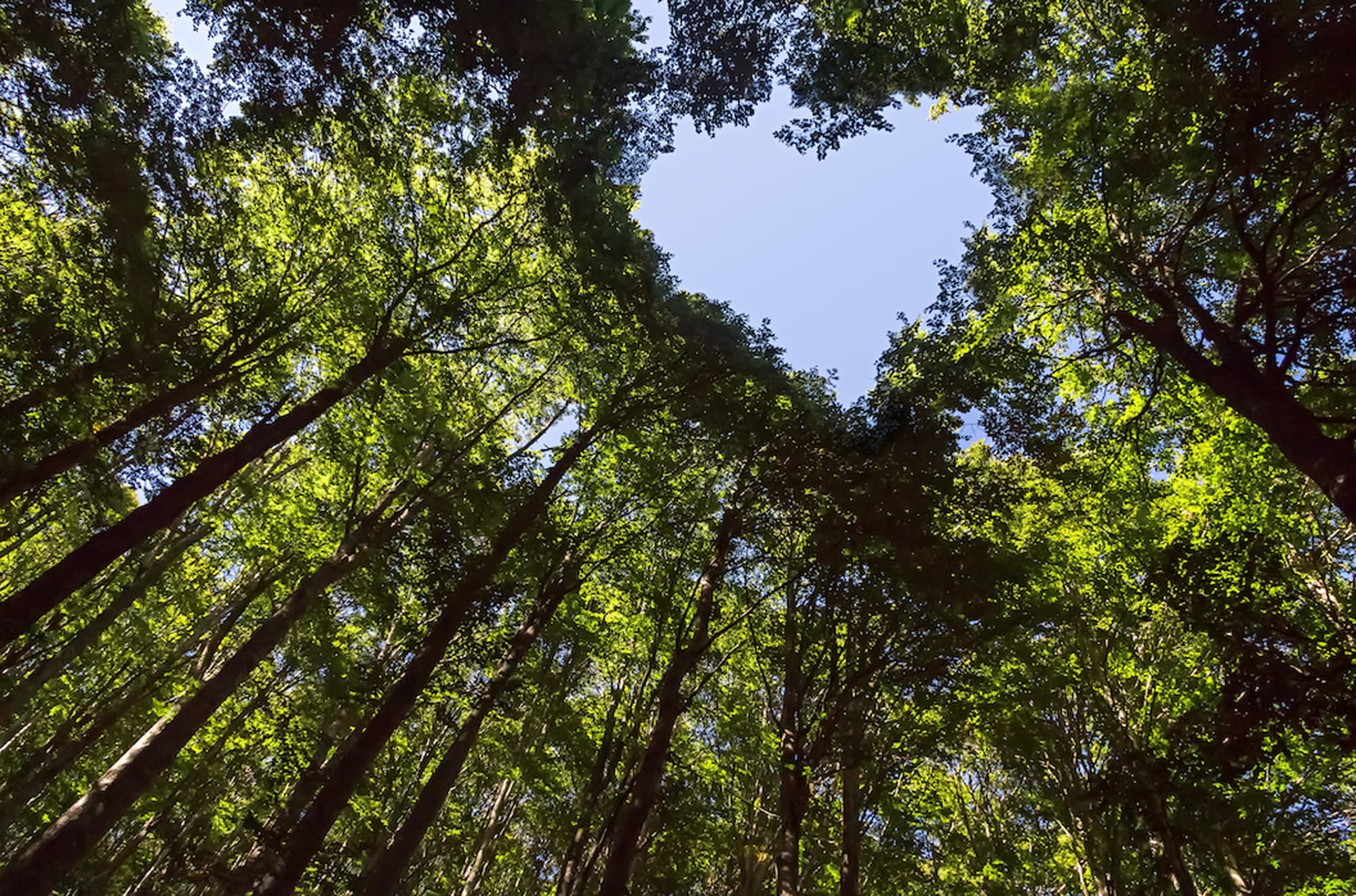 Forest Therapy Training