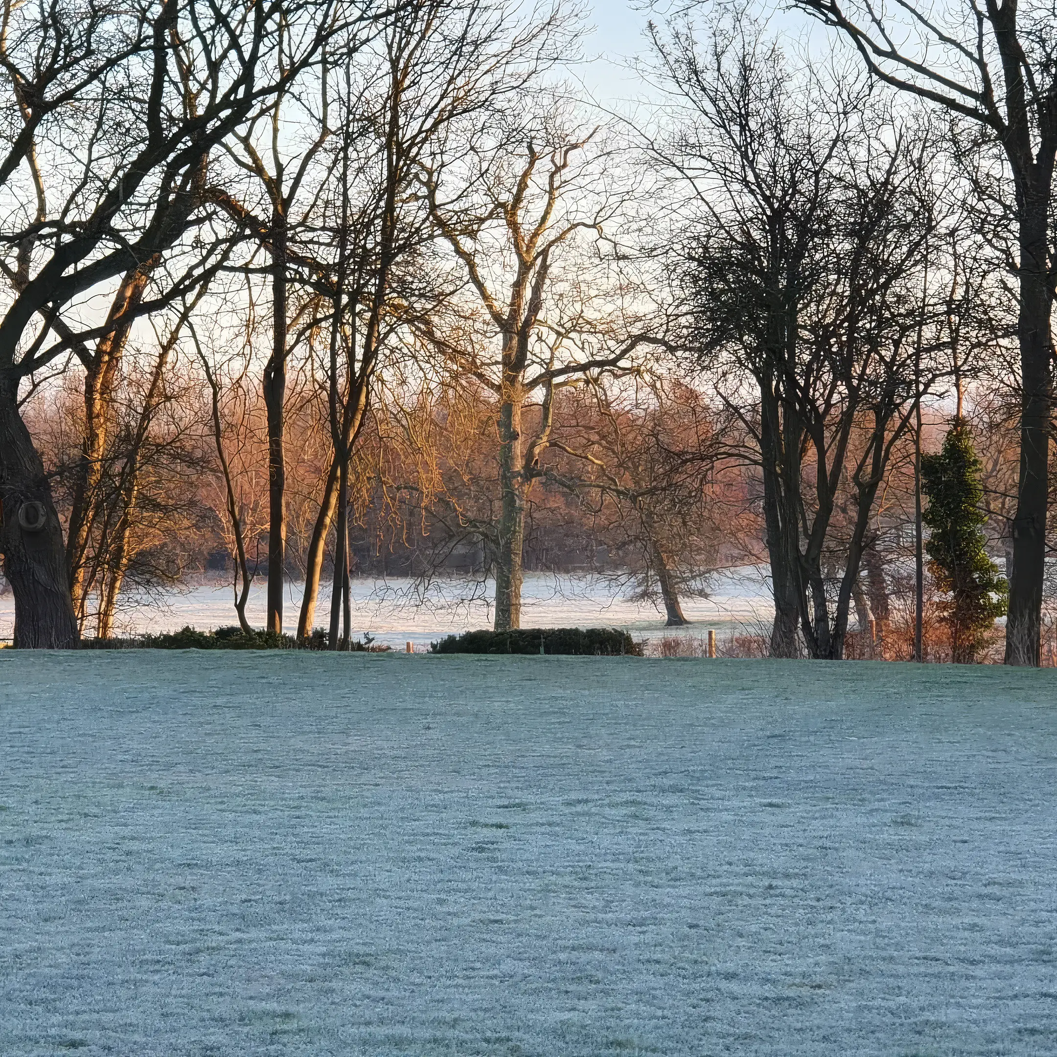 Snow Lawn
